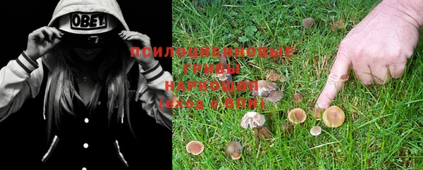 шишки Заволжье